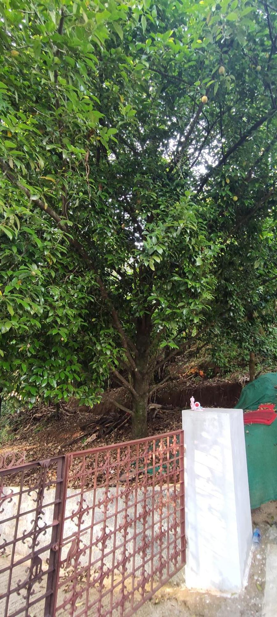 Koonamparayil Home Stay Munnar Anaviratty-Family Only Ngoại thất bức ảnh